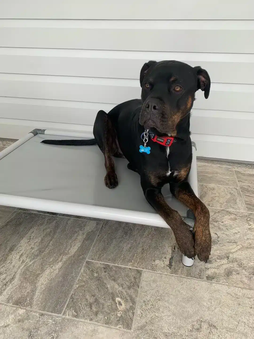 Frankie in a dog bed