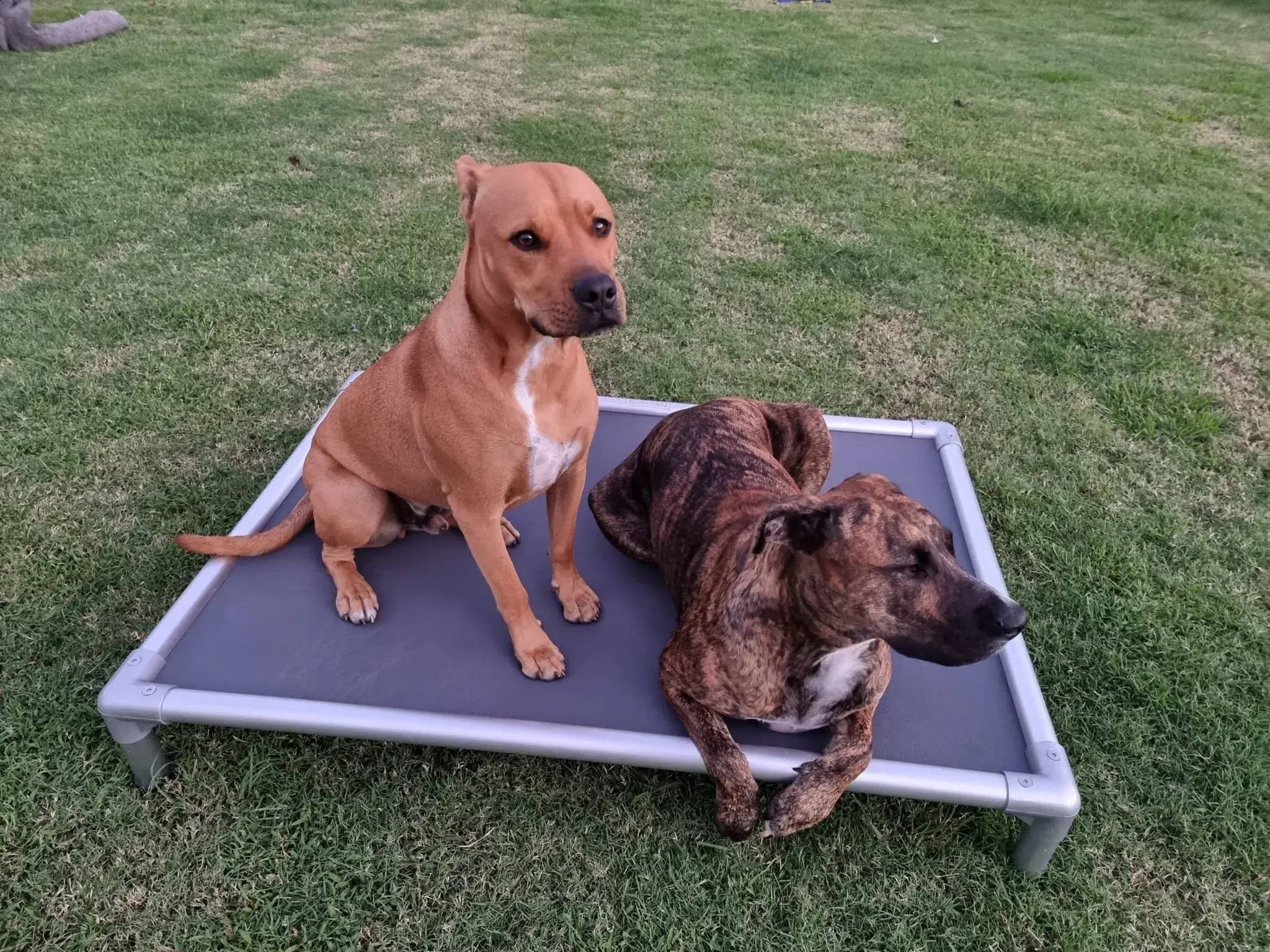 Dogs on a ChewProof Dog Bed