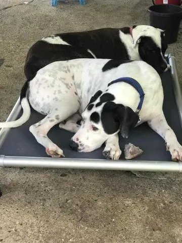 Dogs on a ChewProof Dog Bed