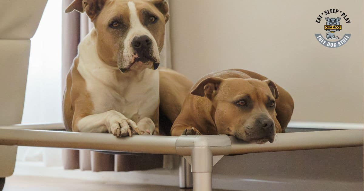Dogs Relaxing in ChewProof Dog Bed