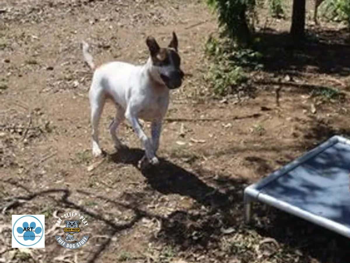 ChewProof Partner Animal Rescue Tablelands Dog