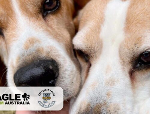 Beagle Freedom Australia’s Journey of Compassion