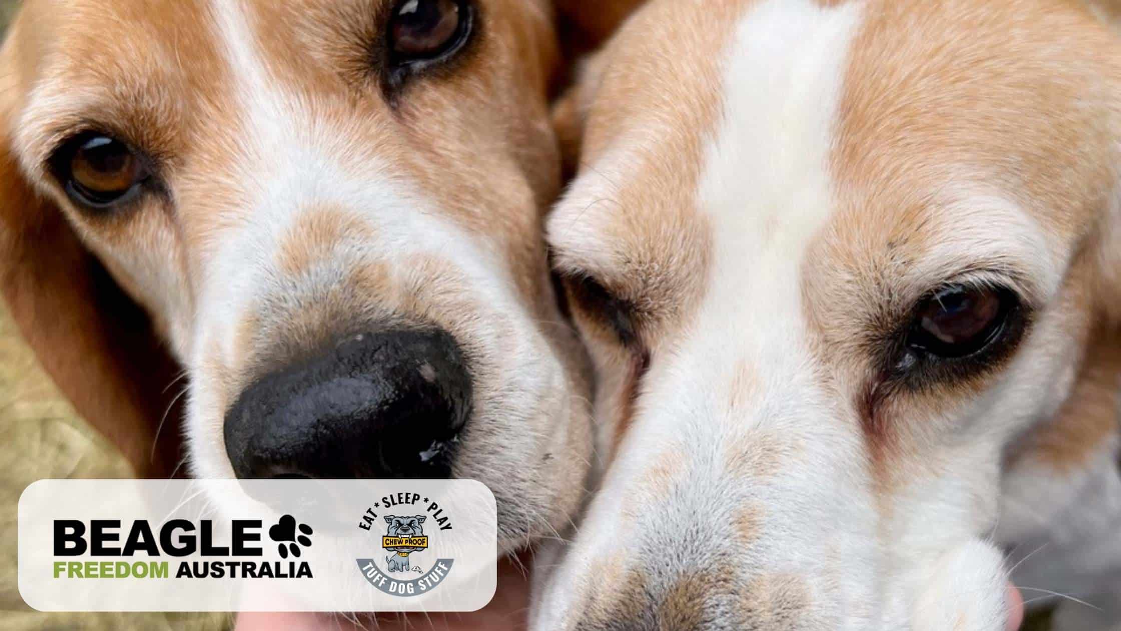 Beagles of Beagle Freedom Australia