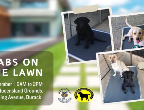Come Pawty with ChewProof at Labs on the Lawn