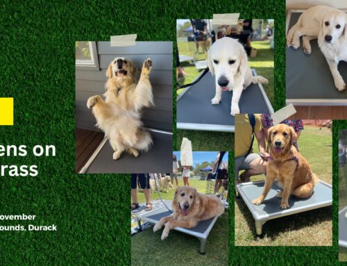 Golden Moments Await at “Goldens on the Grass”