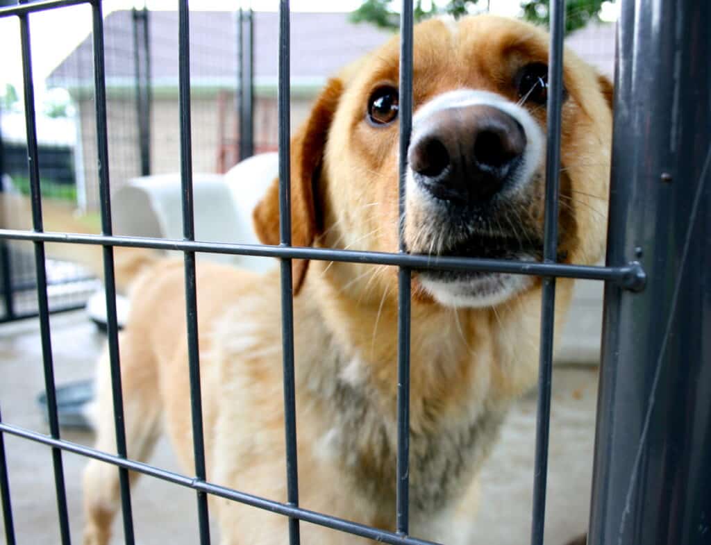 Dog in a Shelter