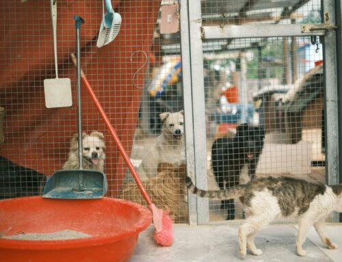 Revolutionize Your Animal Shelter with Truly Indestructible Dog Beds