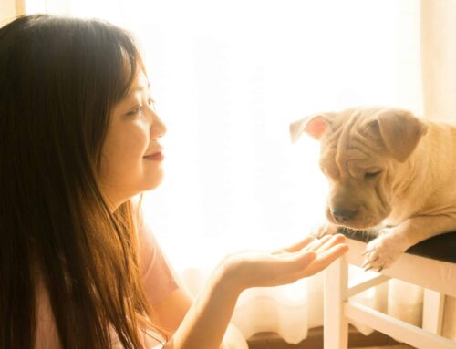 Expert Endorsement: Our Shelter-Proof Dog Beds