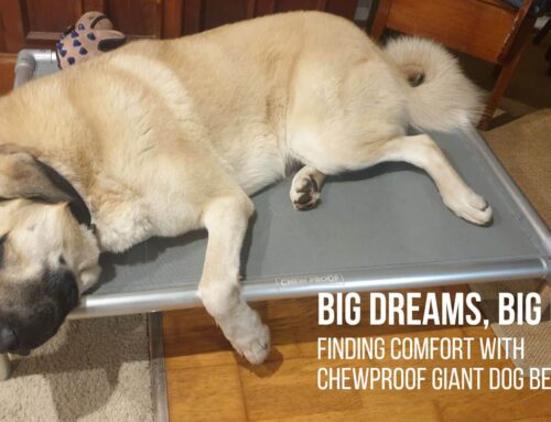 Big Dreams, Big Bed: Finding Comfort with ChewProof Giant Dog Bed