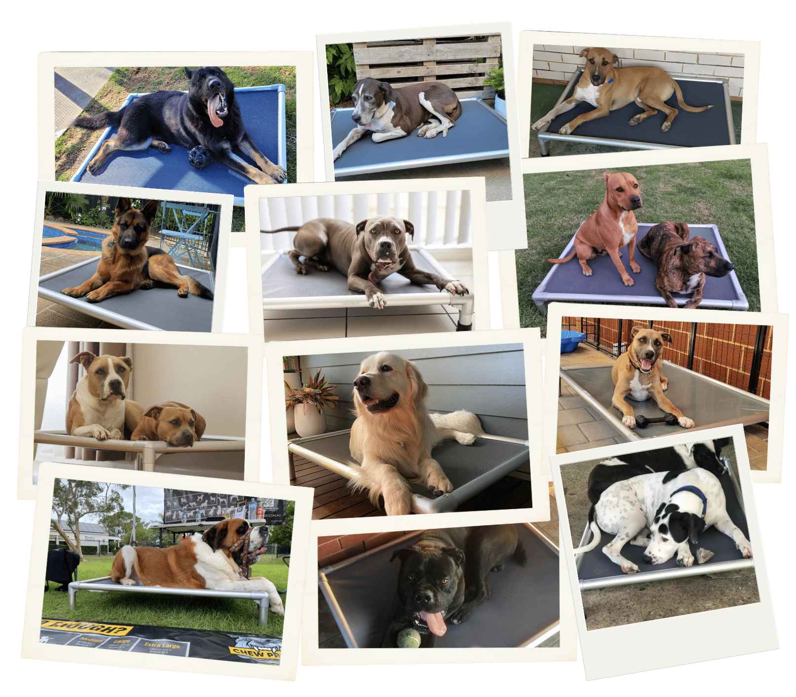 Happy dogs loving their chewproof beds